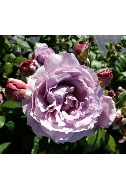 Роза флорибунда Novalis – шаровидные лилово-фиолетовые бутоны